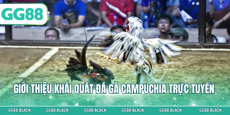 Giới thiệu khái quát đá gà Campuchia trực tuyến